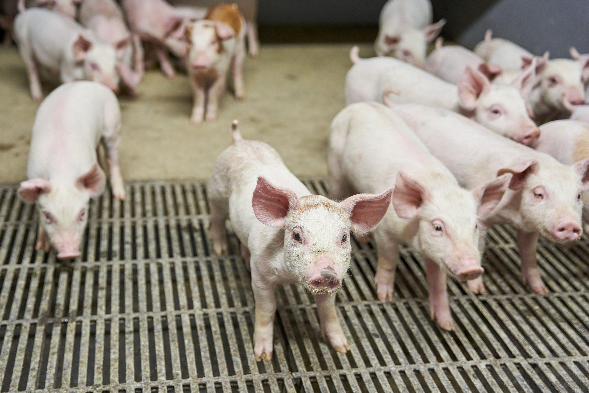 Jõgevamaal tuvastati sigade Aafrika katk ligi 650 seaga farmis. Matmisele sead veel ei lähe