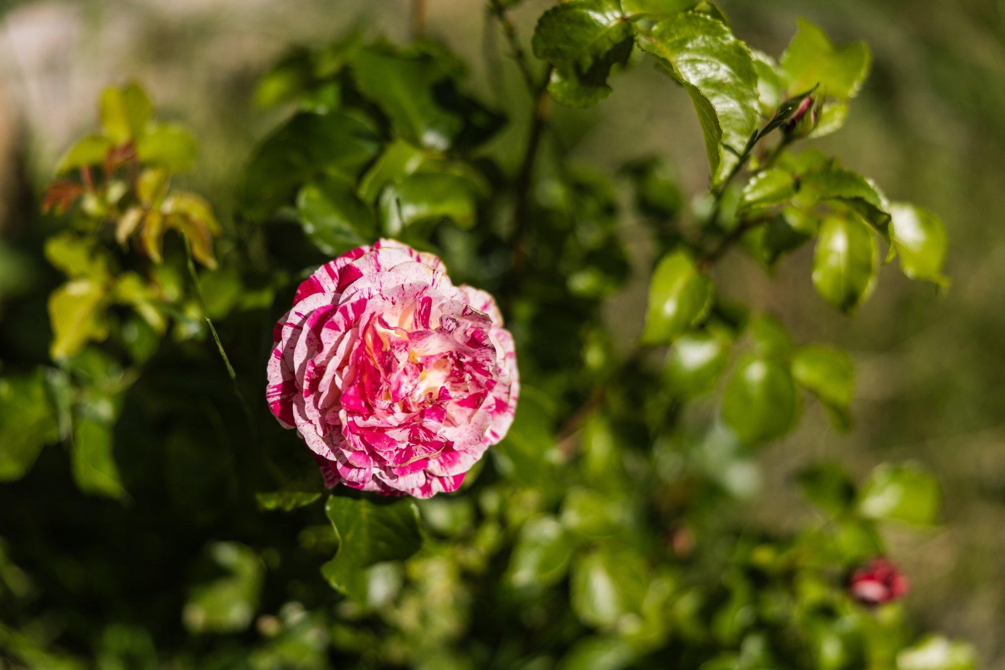Roosiaia kahjurid ja haigused jätavad endast järele auklikud või täpilised lehed
