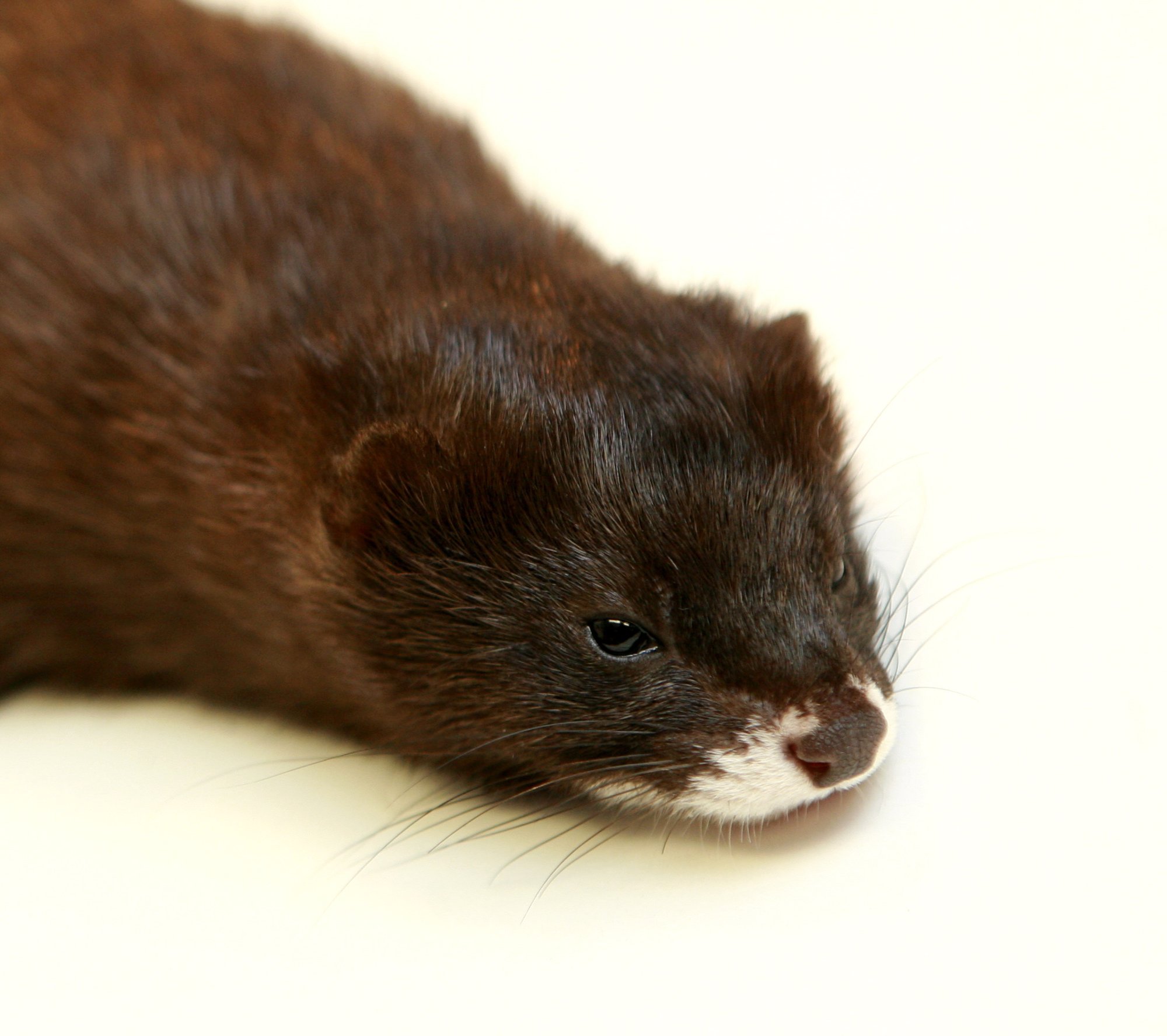 VIDEO | Tallinna loomaaias elavale euroopa naaritsale meeldib väga vees hullata