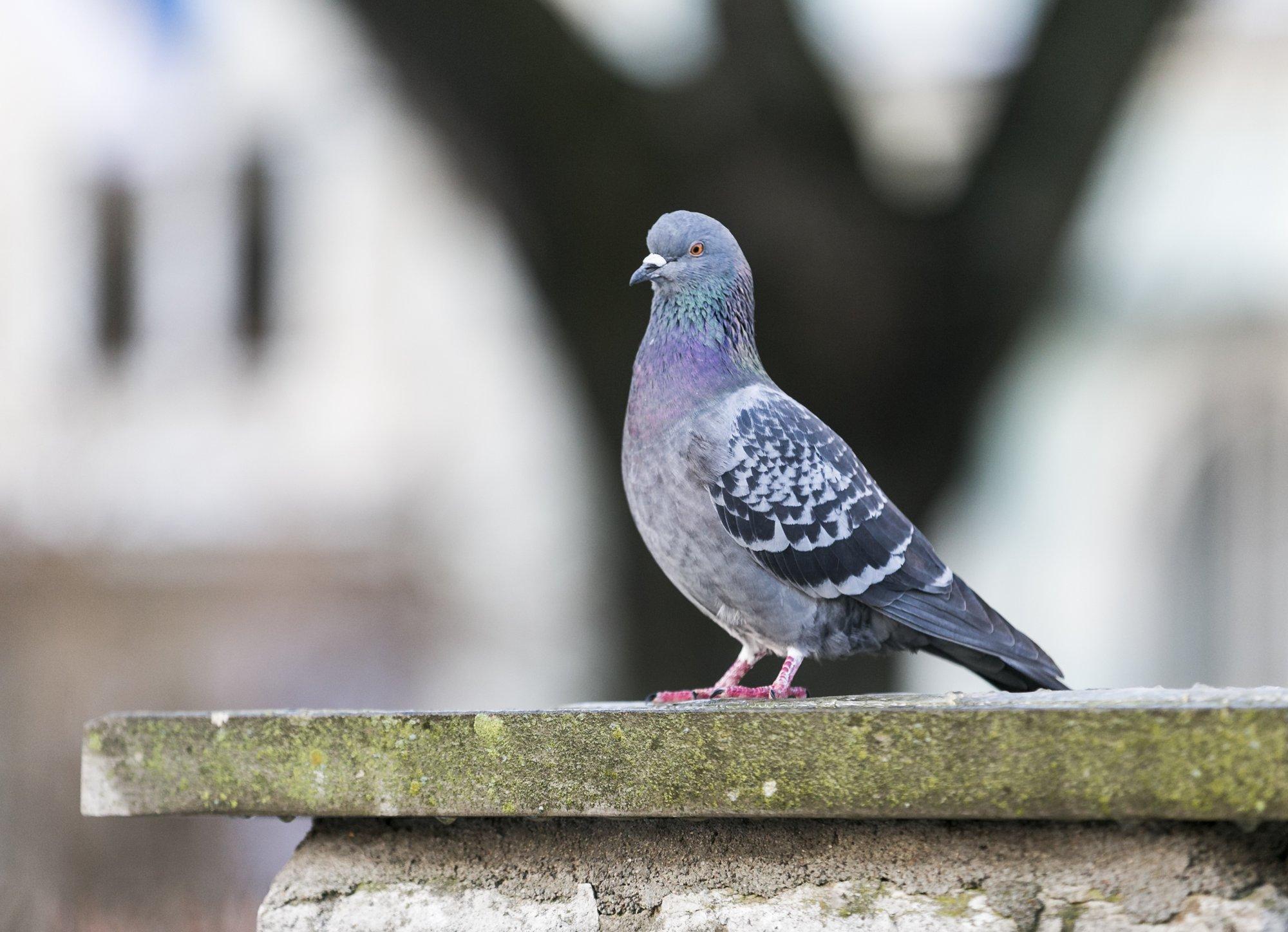 Ivo Linna mälumäng 317. Inglise kuningas George I kuulutas tuvide väljaheited krooni omandiks. Milleks tal neid vaja oli?