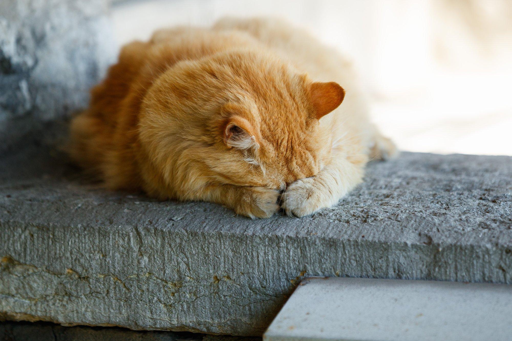 Tallinna mööblihangete puudused lükkavad edasi ka kauaoodatud kass Augusti promenaadi ehituse