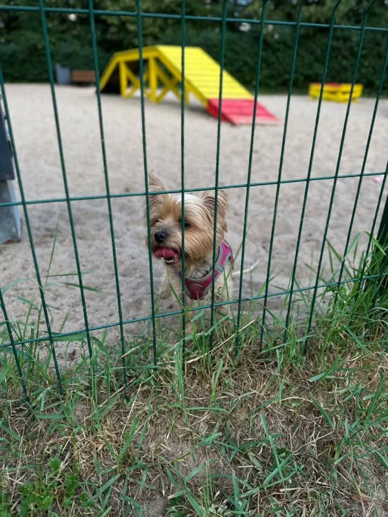 Kas juhtusid nägema? Loomakaitsjad otsivad taga koera peksnud ja raputanud poissi