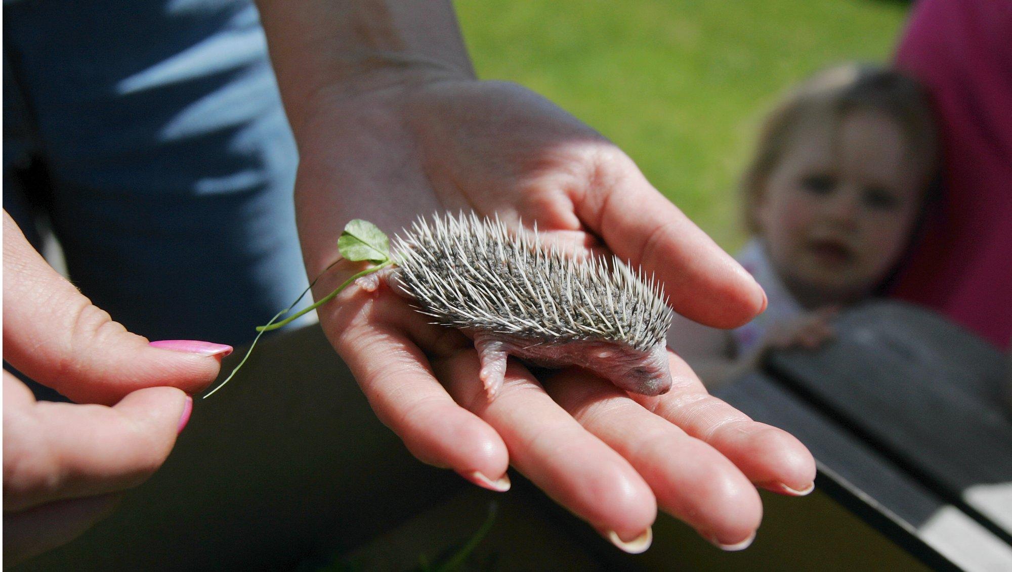 Metsloomaühing annab nõu: mida teha üksiku siilipojaga?