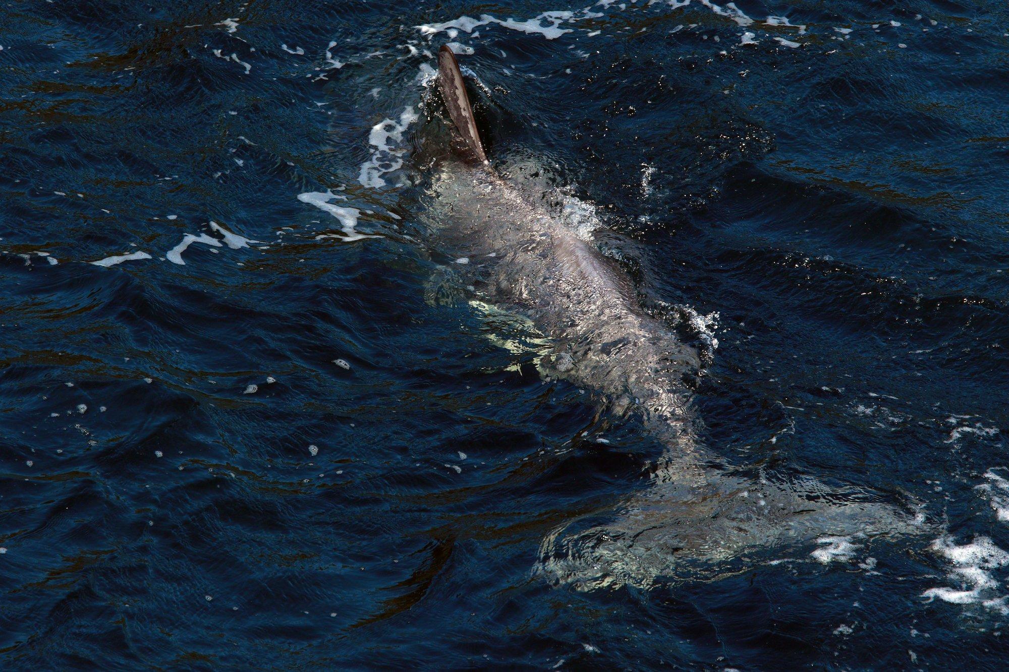 Avastus: mõõkvaalad püüavad inimestega sõbraks saada, pakkudes neile toitu