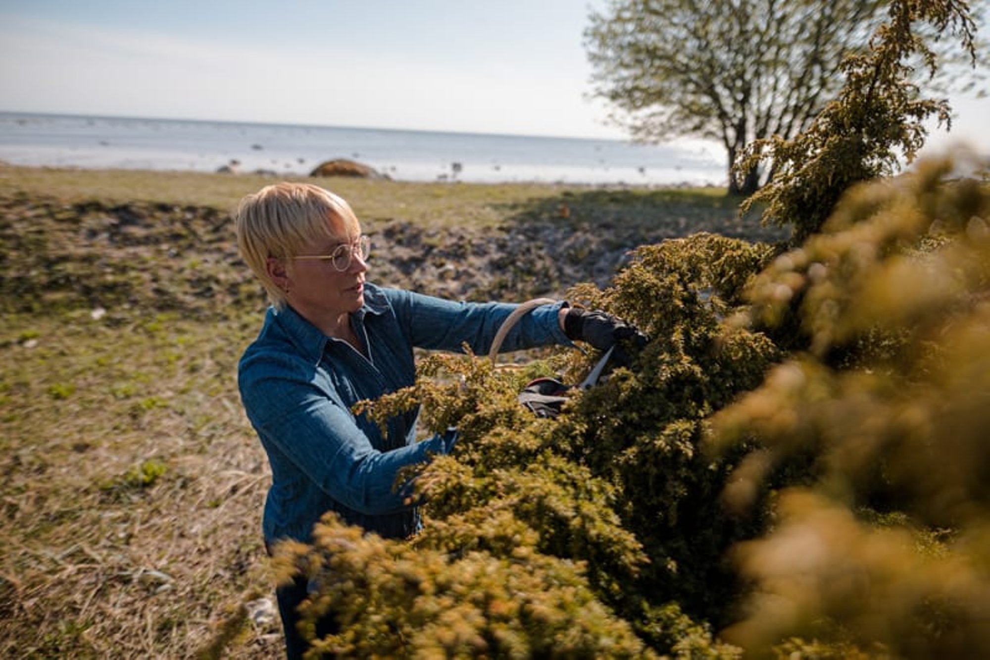 Siirupiemand: seda ohtu küll pole, et kadakad Saaremaalt otsa saavad