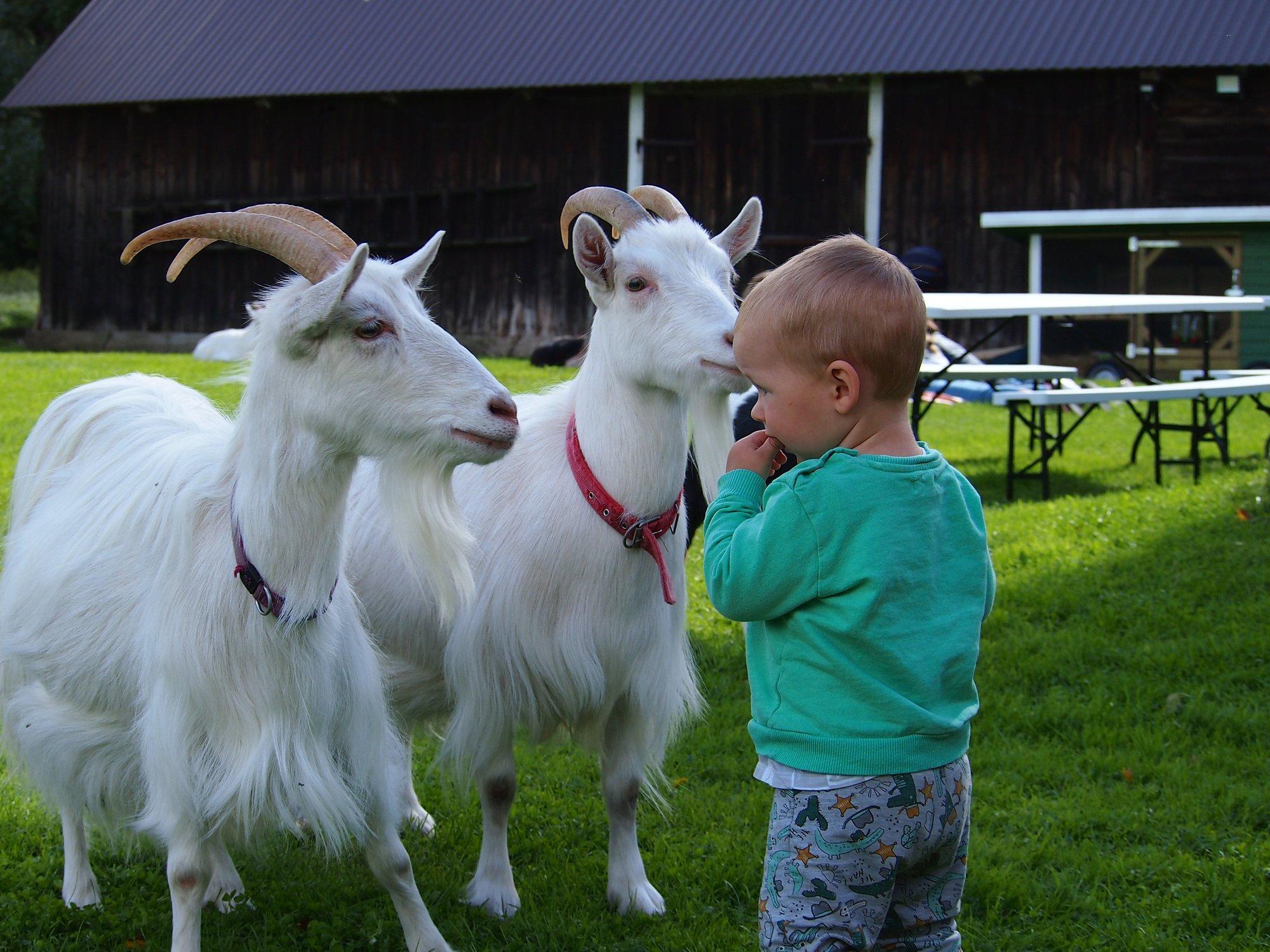 Lõuka hobitalu perenaine avatud talude päeva eel: palun ärge toitke loomi!