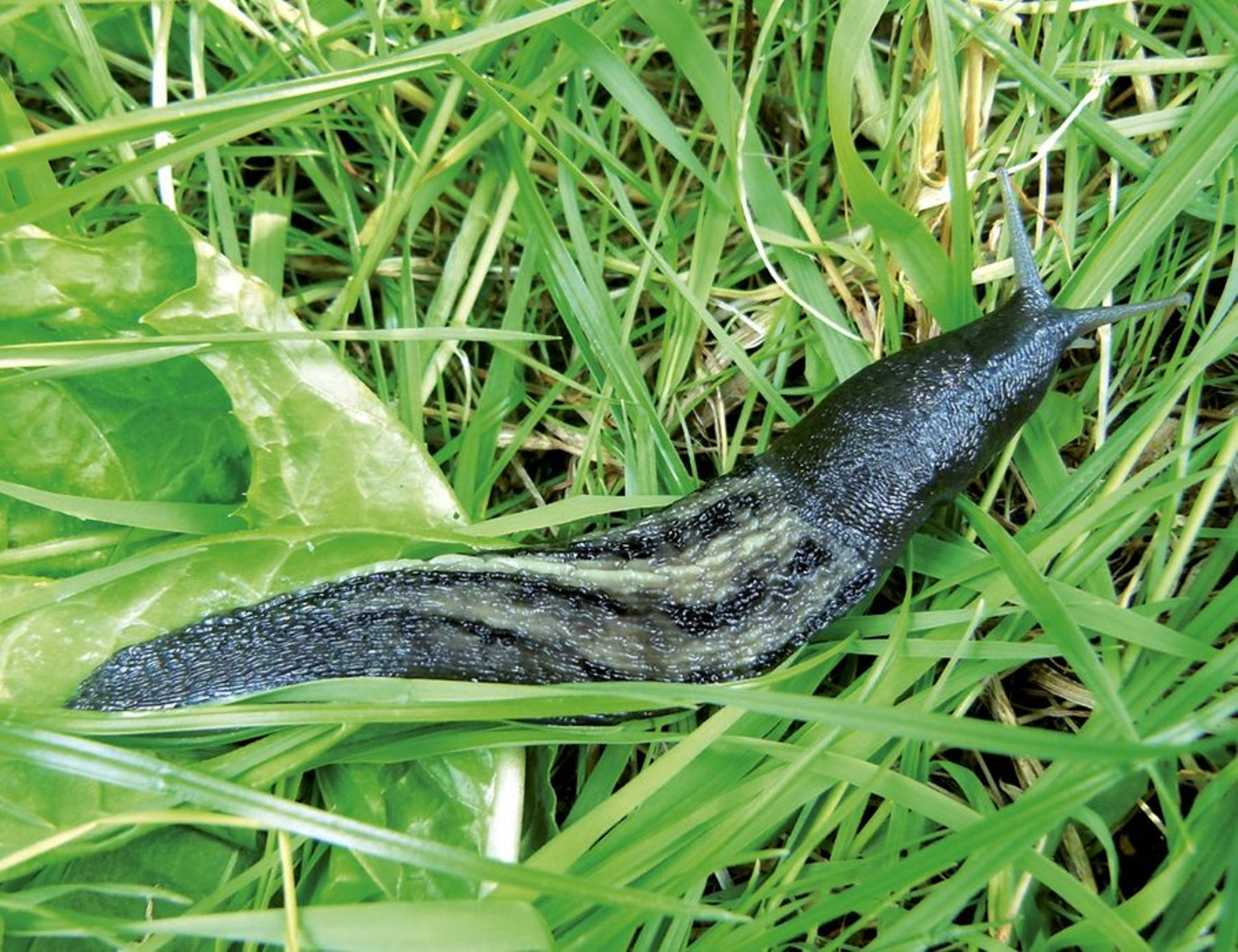 HEA TEADA | Kuidas teha vahet kodumaisel nälkjal ja Hispaania teeteol?