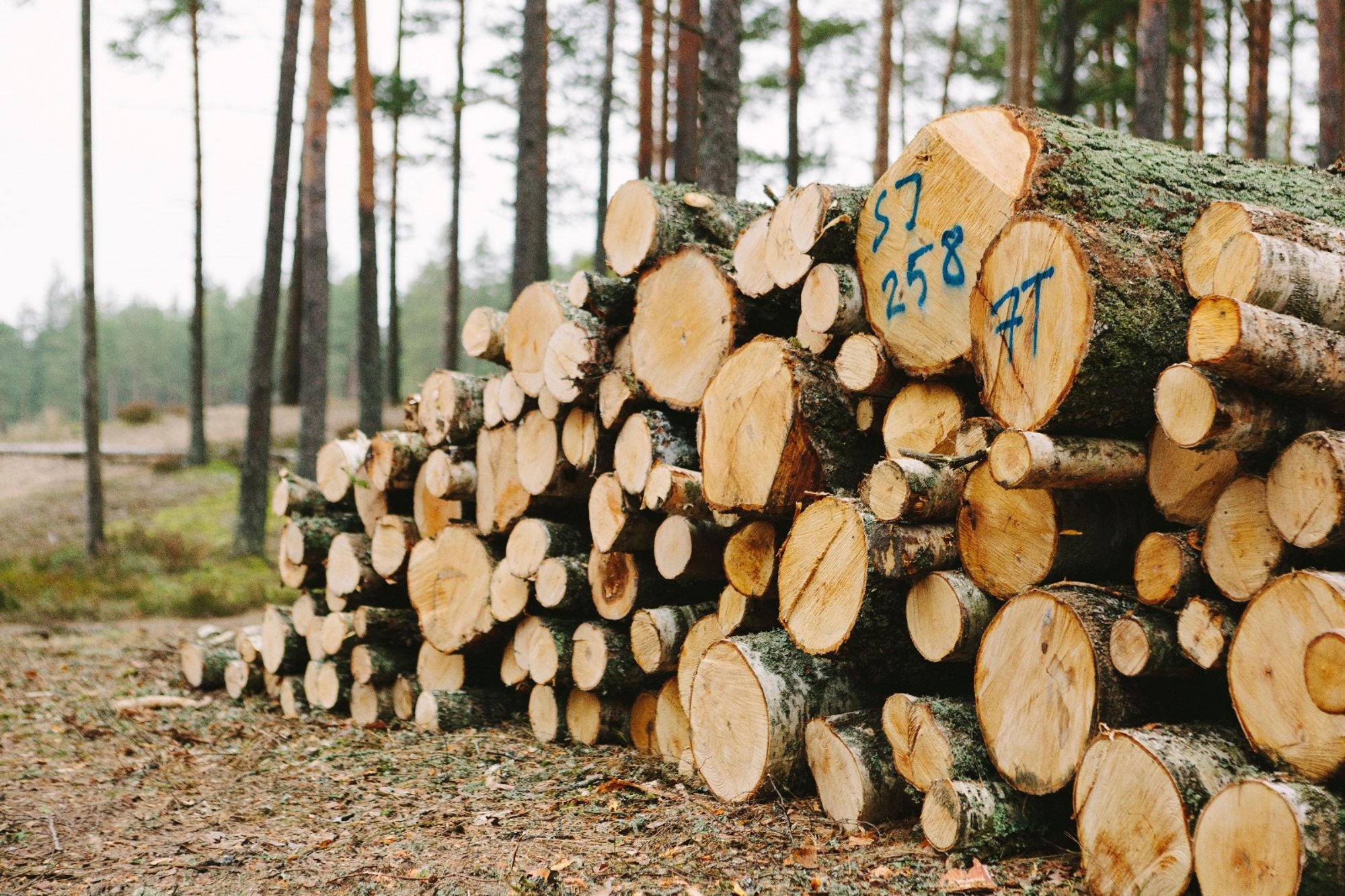 PUIDUHINNAD | Paberipuit on märgatavalt odavamaks muutunud, ka küttepuidu hind langeb