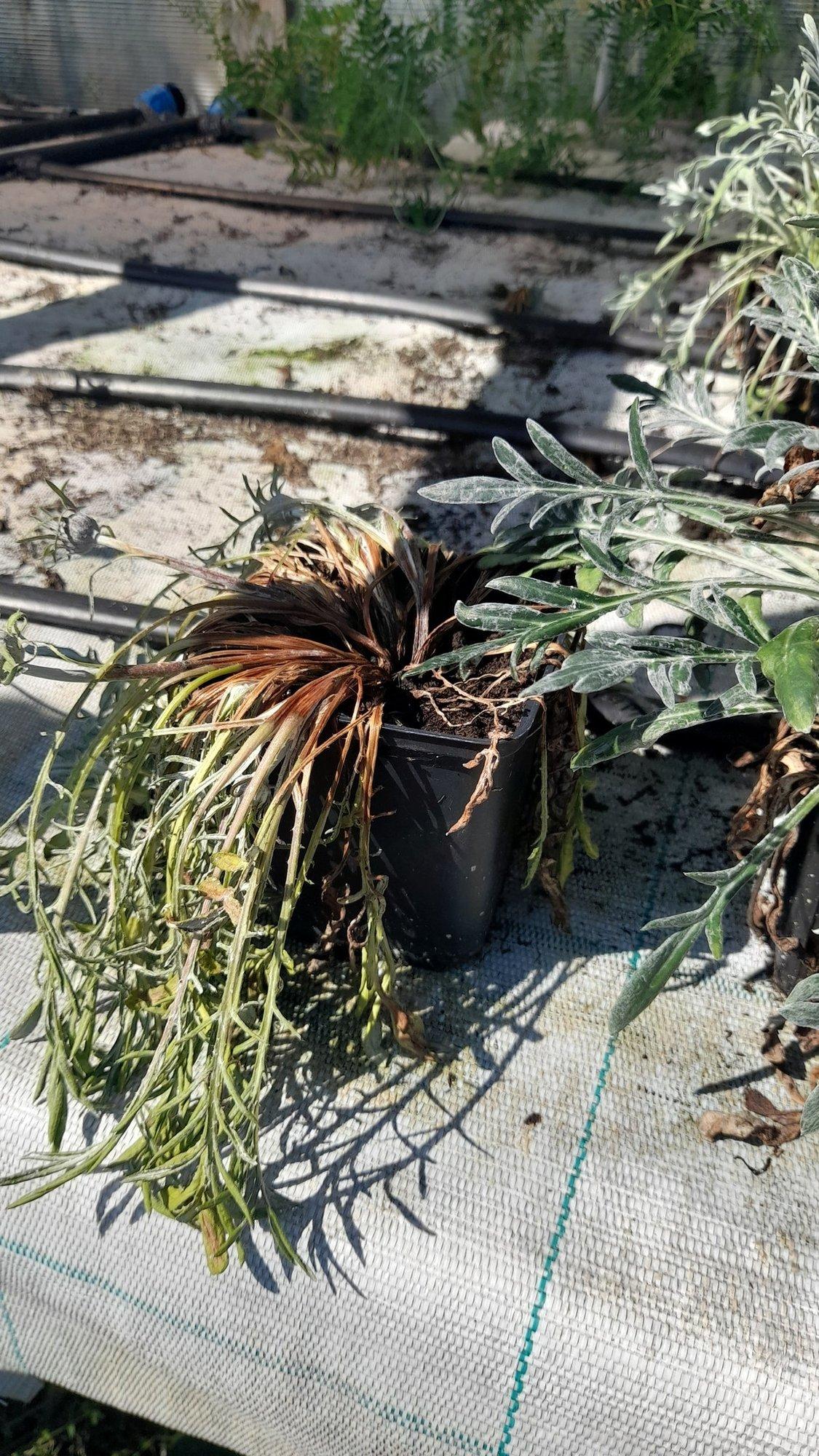 „Taimed lihtsalt küpsevad potis ära.“ Lõõmav päike teeb lillekasvatajad nõutuks