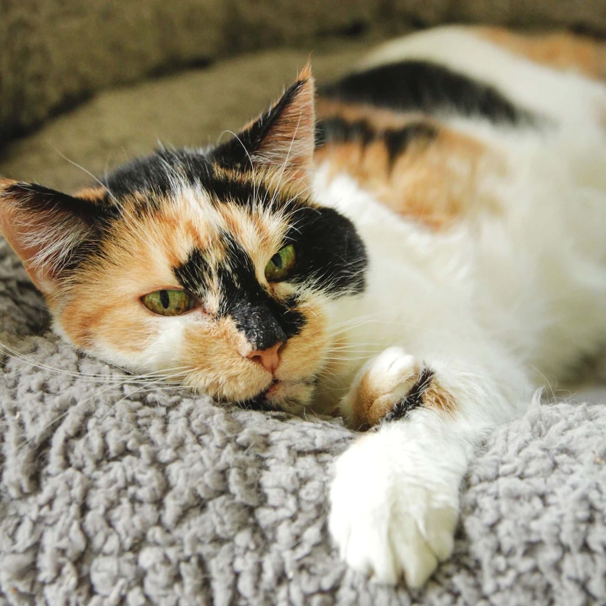 TAHAKS KOJU | Tagasihoidlik Matilde vaatleb maailma malbe pilguga