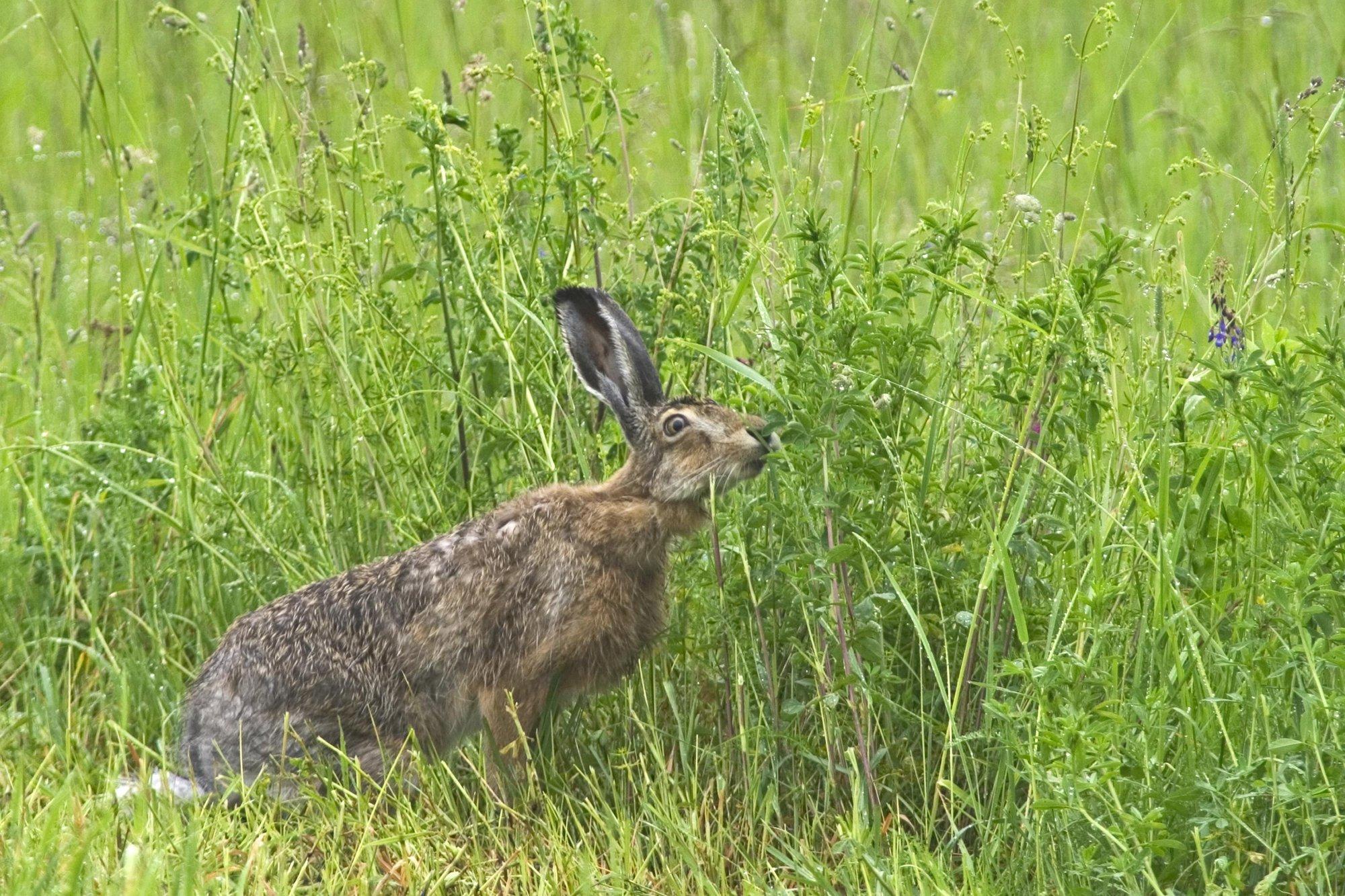 VIDEO | Tormiline jooksuaeg päädis jänese jaoks kolmanda kõrvaga