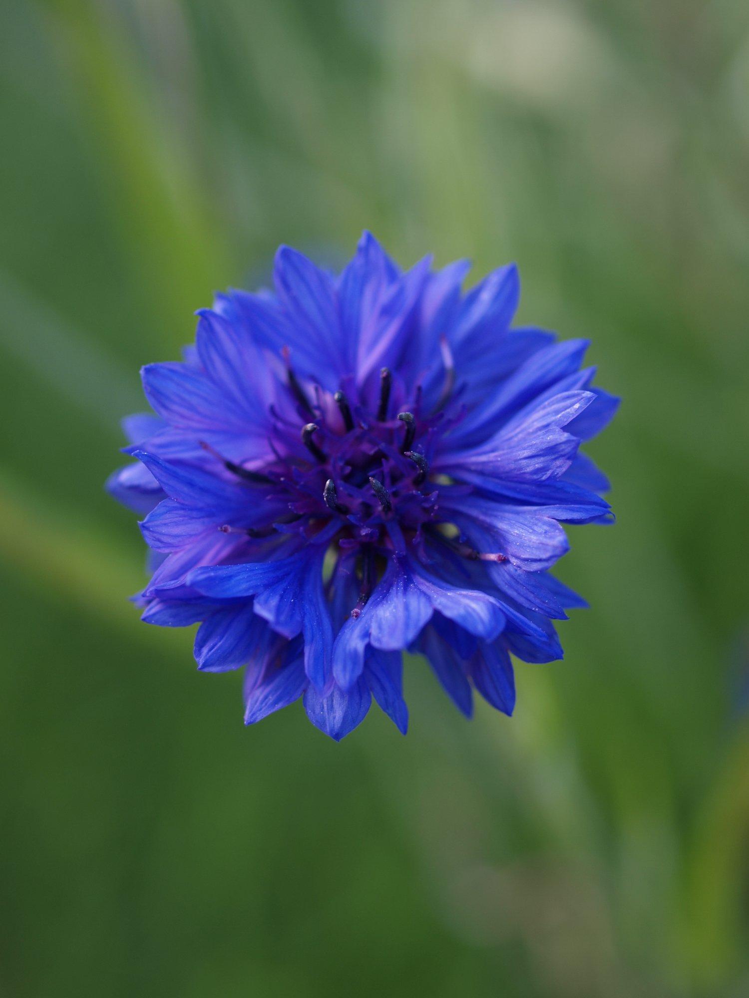 11 kodumaist taime, mis on kaunimad kui nende välismaal aretatud ja sisse toodud sõsarad