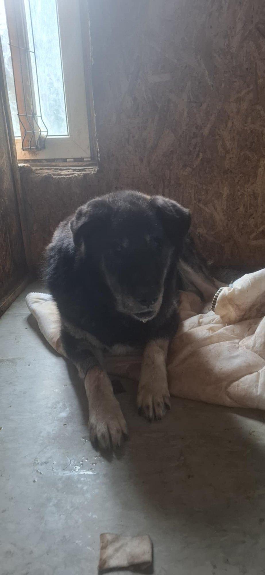 Tulle jäänud perenaise koerad mädanesid elusast peast, sugulasi see ei morjendanud