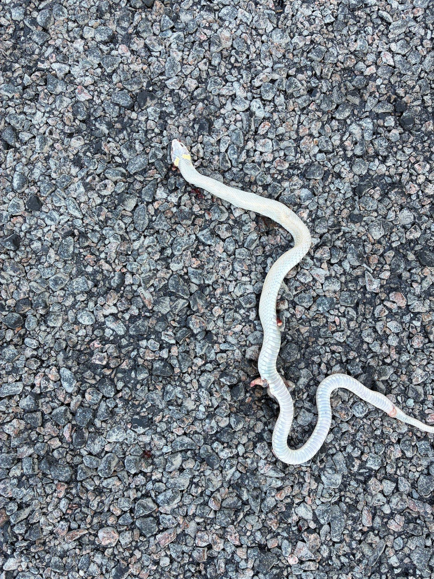 FOTO | Harjumaalt leiti üliharuldane albiinonastik