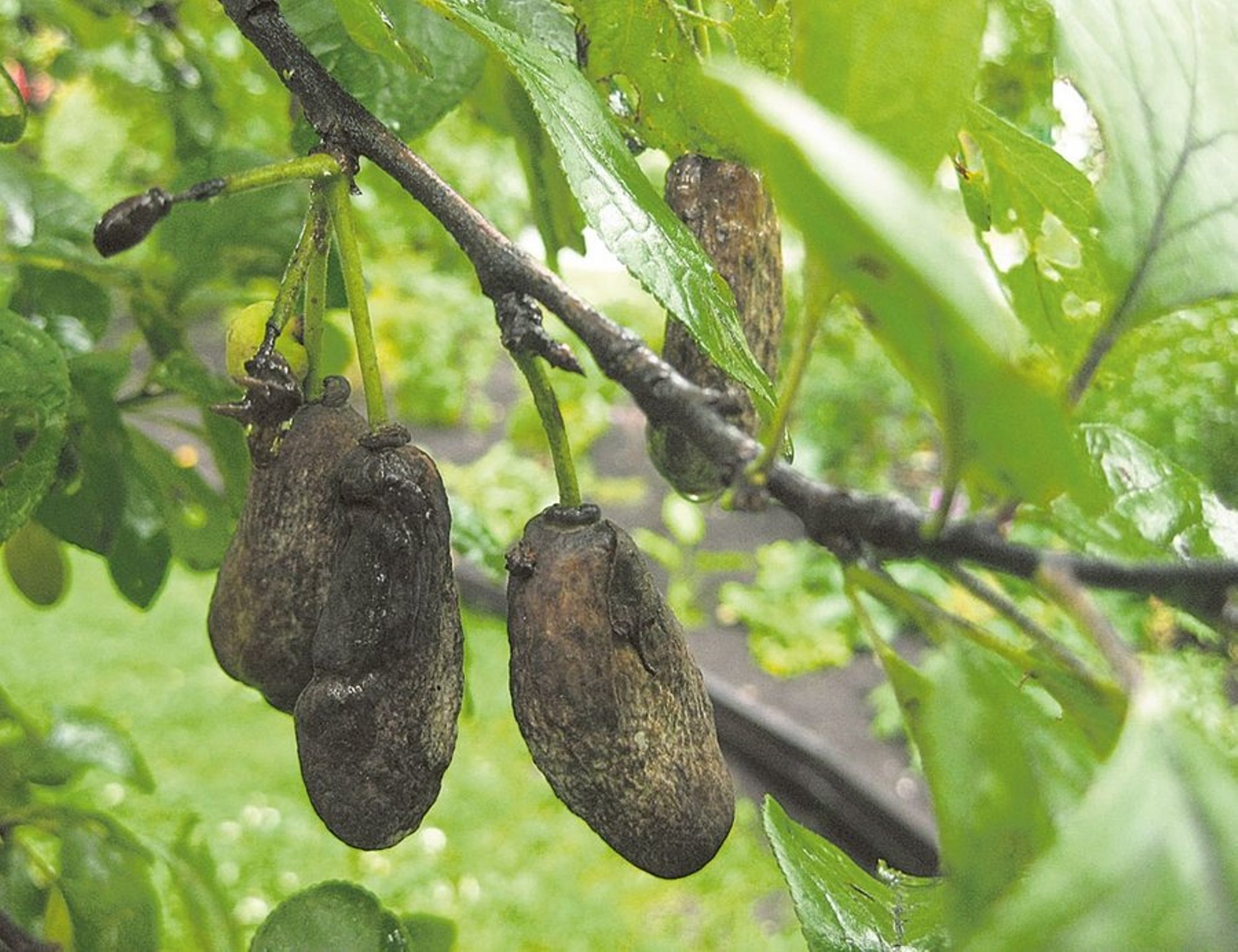 Lugeja küsib: miks tekkisid ploomipuule imelikud moondunud viljad?