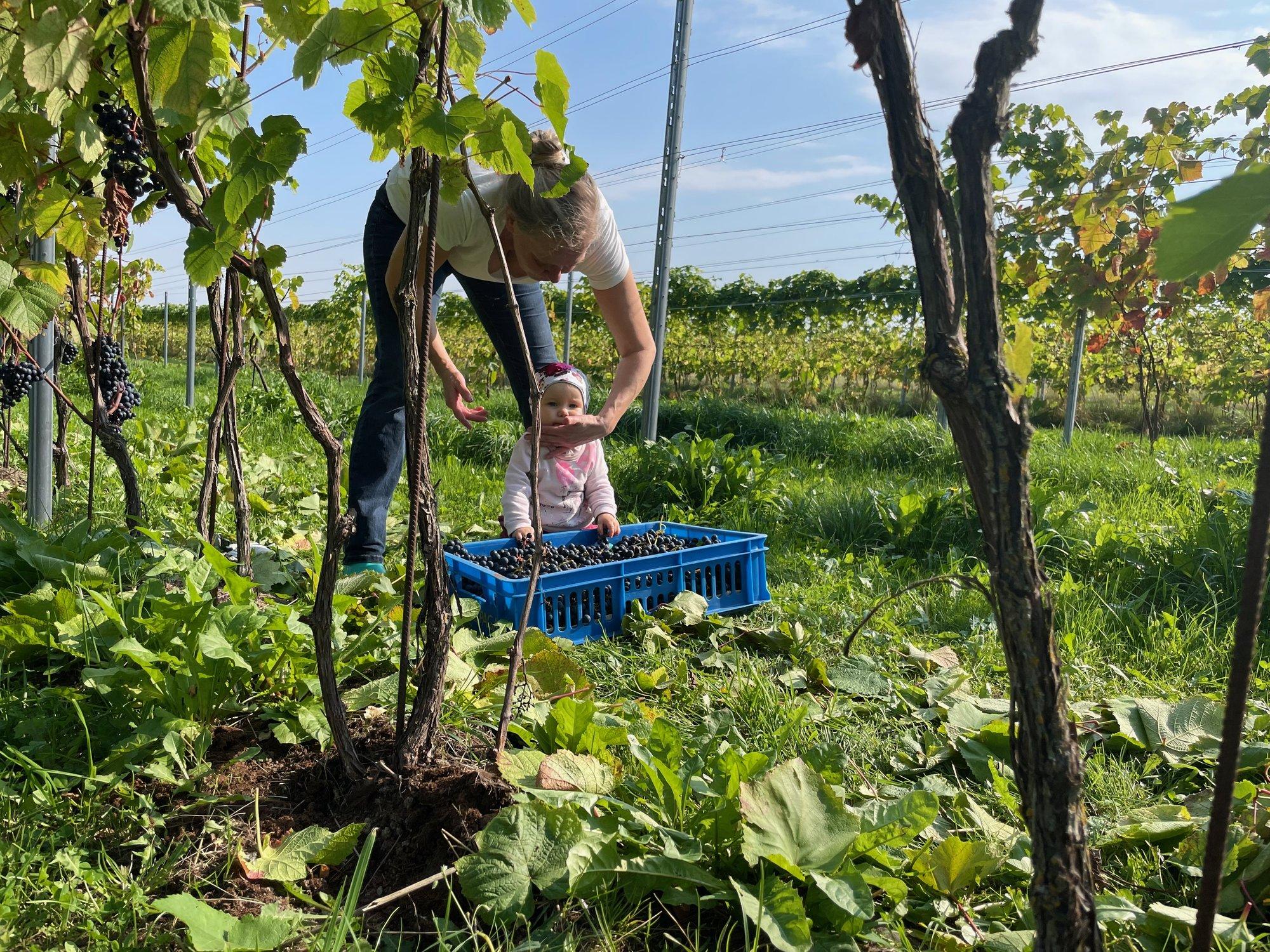 Seitse rasket aastat on möödas: Eesti suurim avamaaviinamägi villib peagi saagi pudelisse