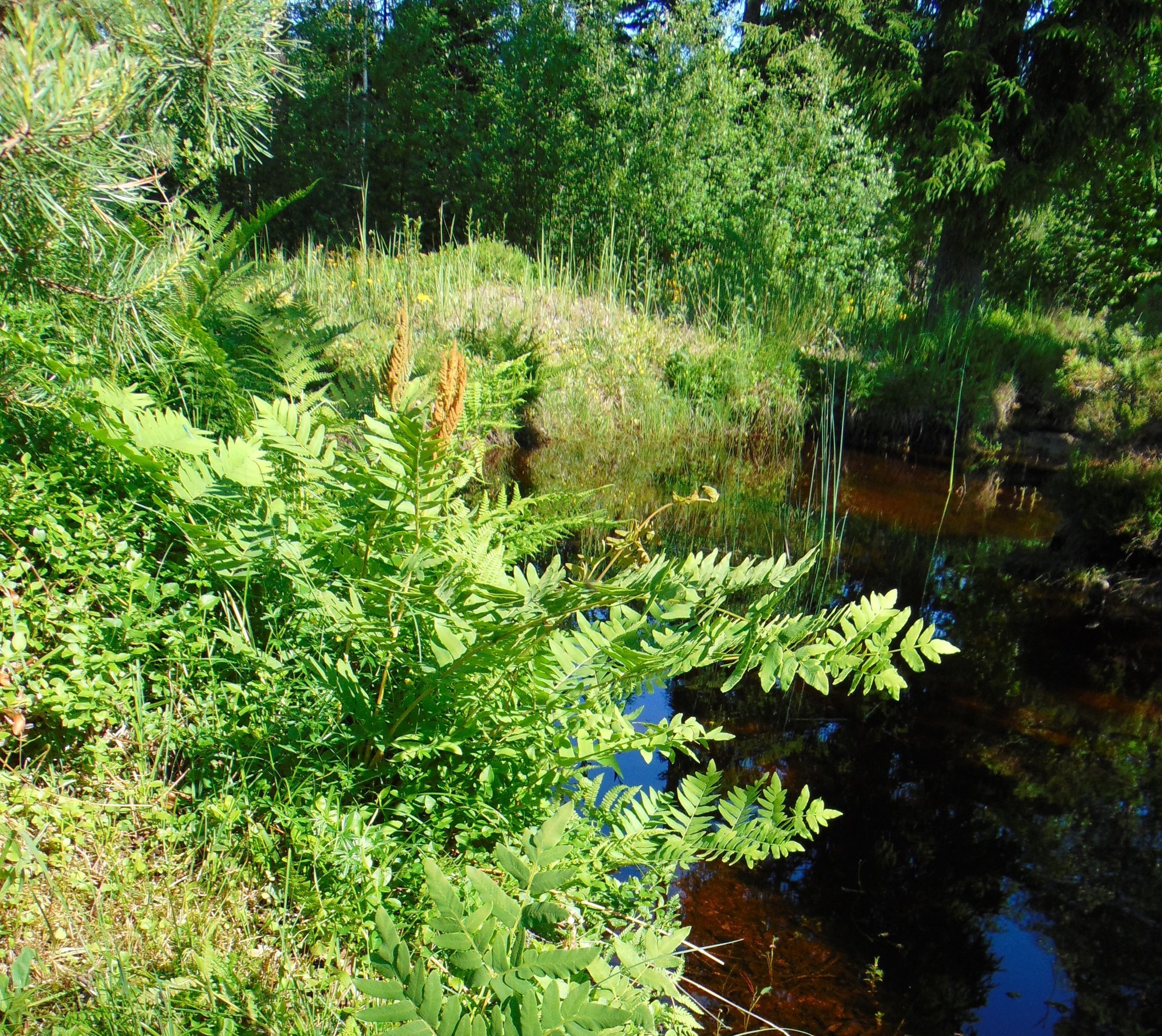 Kuningosmunda buum Hiiumaal: loodus teab ise, mis ja kuidas