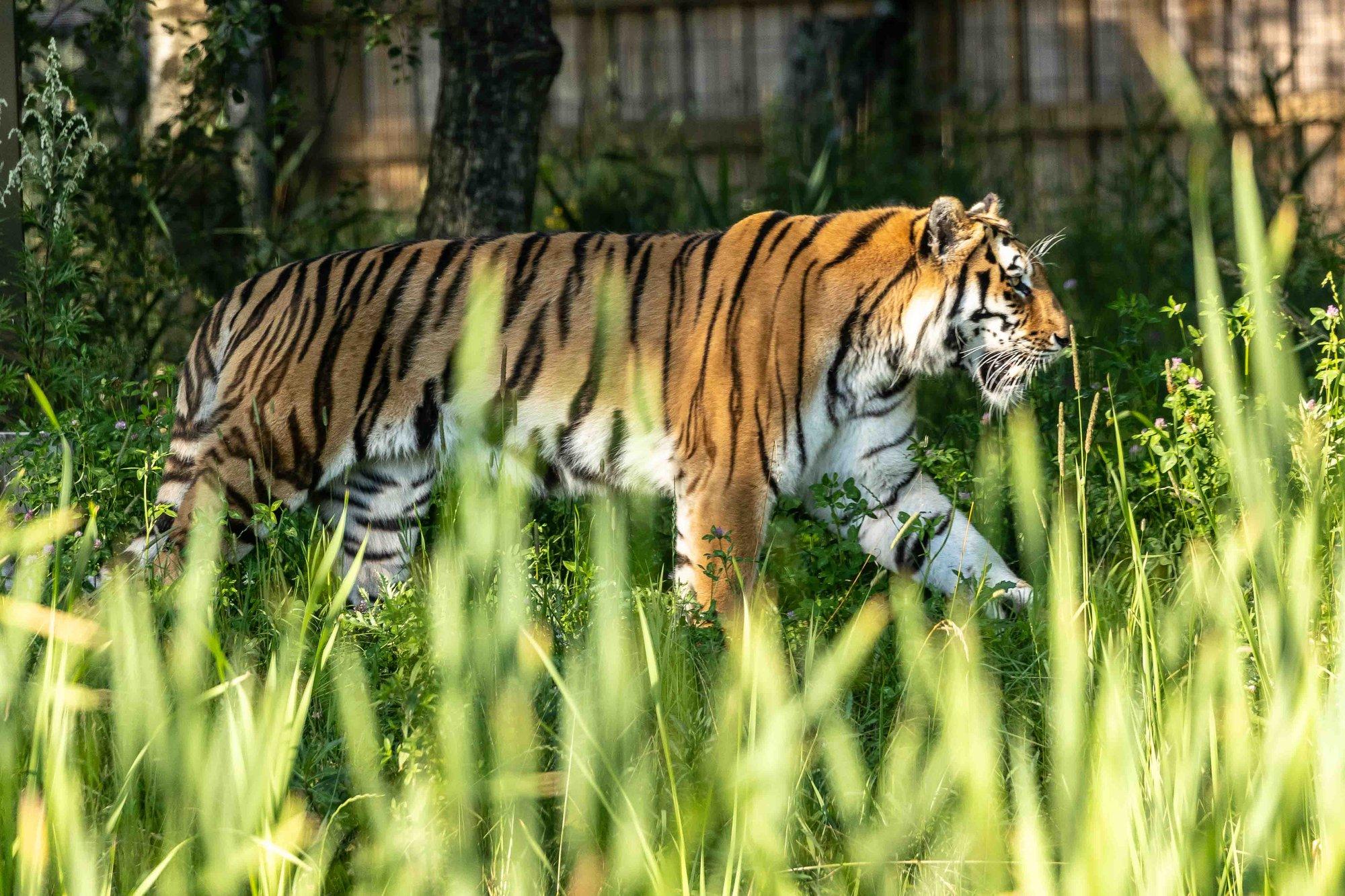 FOTOD | Loomaaia tiigripäeval näitasid end lisaks peakangelastele ka teised karvased ja tiivulised iludused