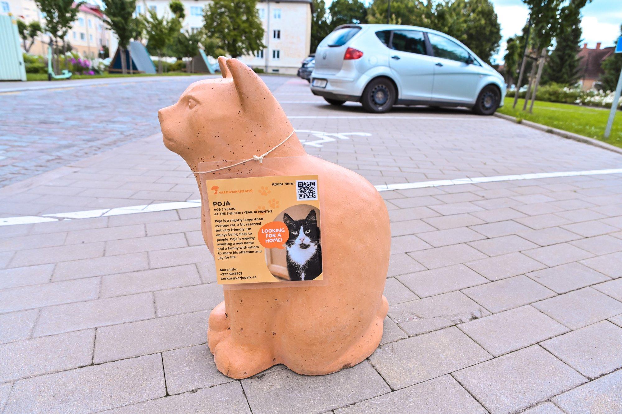 FOTOD | Viljandi betoonkassid tulid elusatele vurrulistele appi ja aitavad neid koju saata