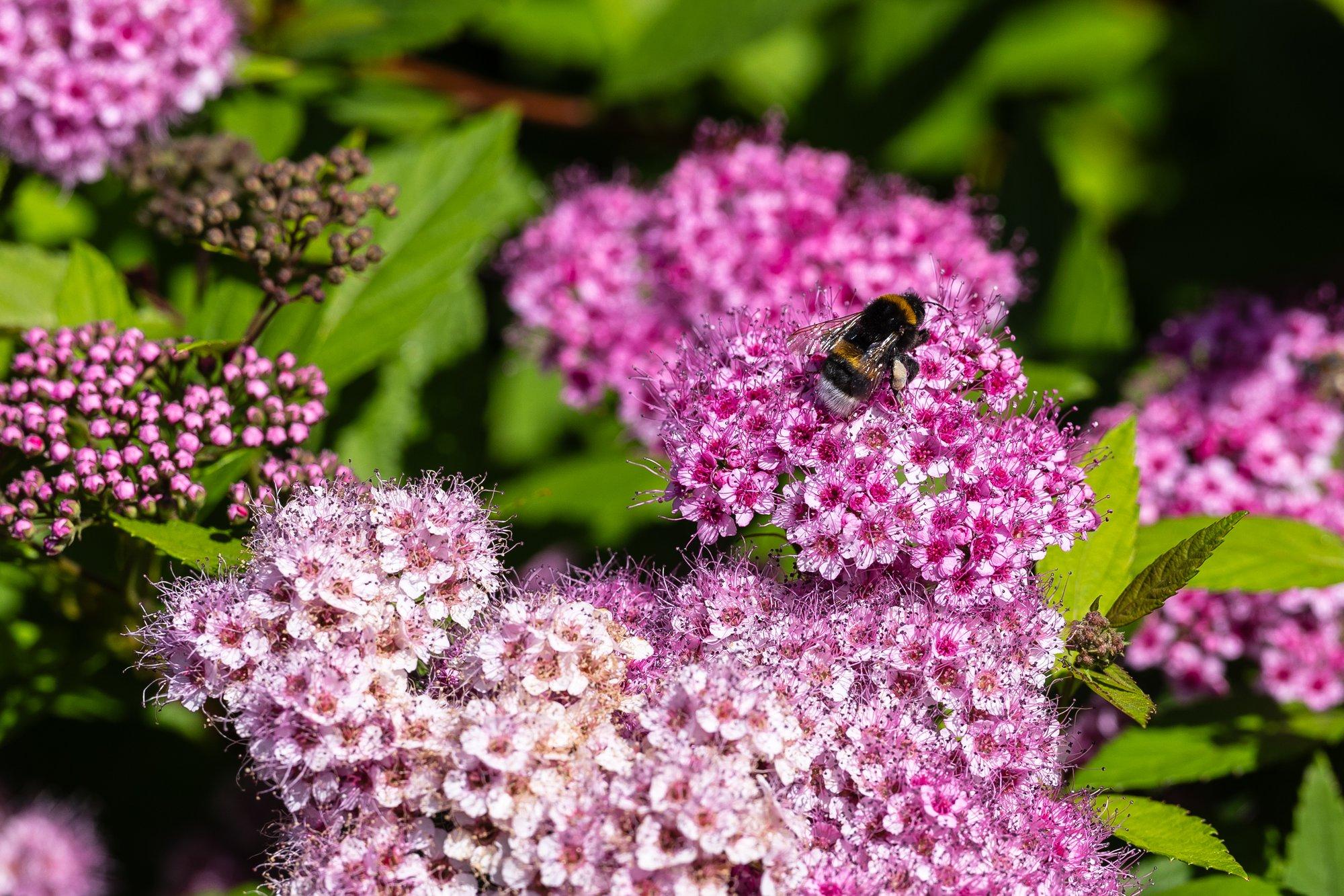 Jaapani enelad on nii värvikate õite ja lehtedega, et võivad vabalt asendada püsililli