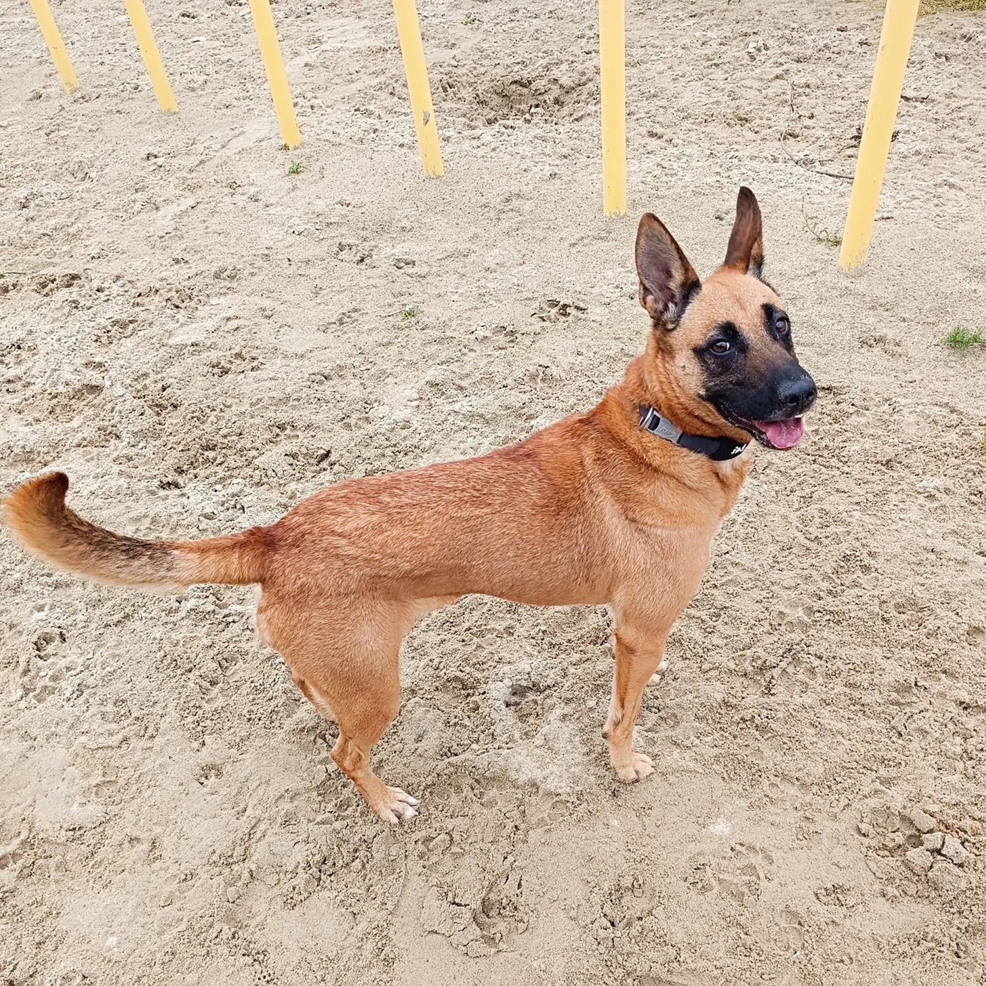 TAHAKS KOJU | Nägus ja tegus Pontus sobiks suurepäraselt ka sprinteriks