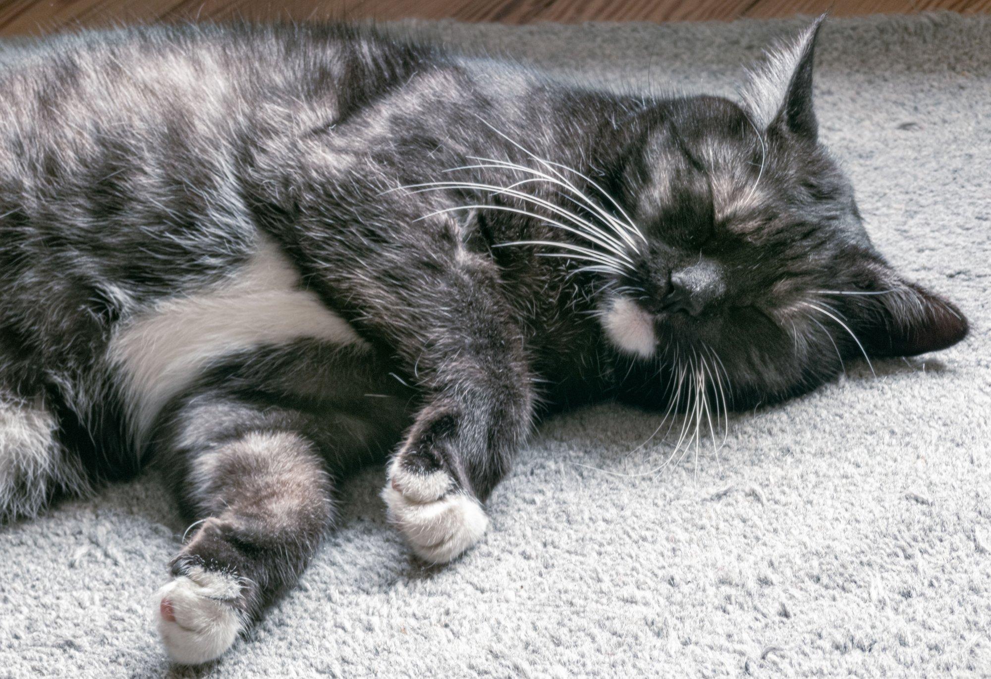 Teadlased selgitasid välja, miks kassid armastavad nii väga vasakul küljel magada