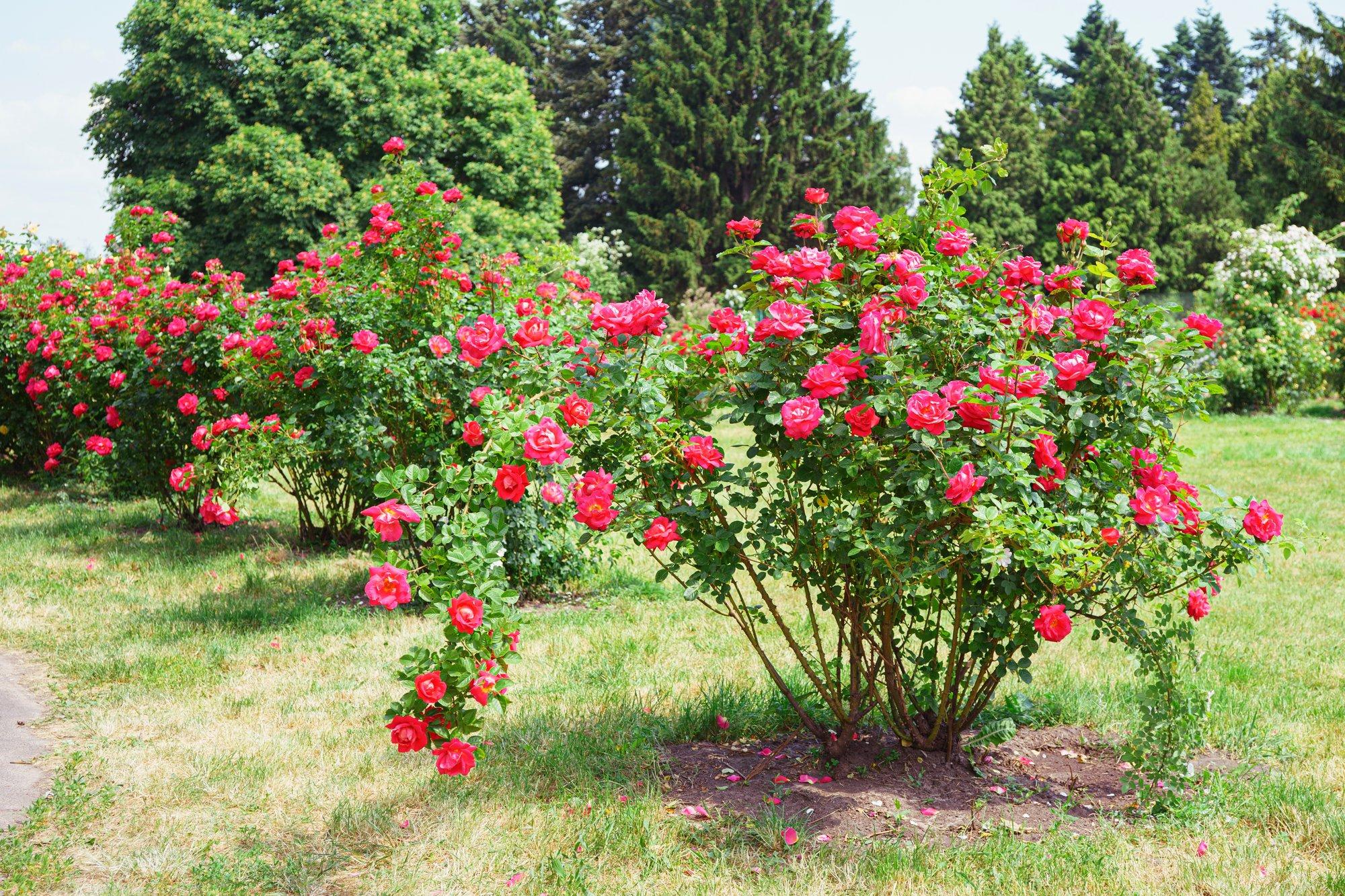 Kõik, mida pead teadma rooside varjatud vaenlastest ja nende tõrjest
