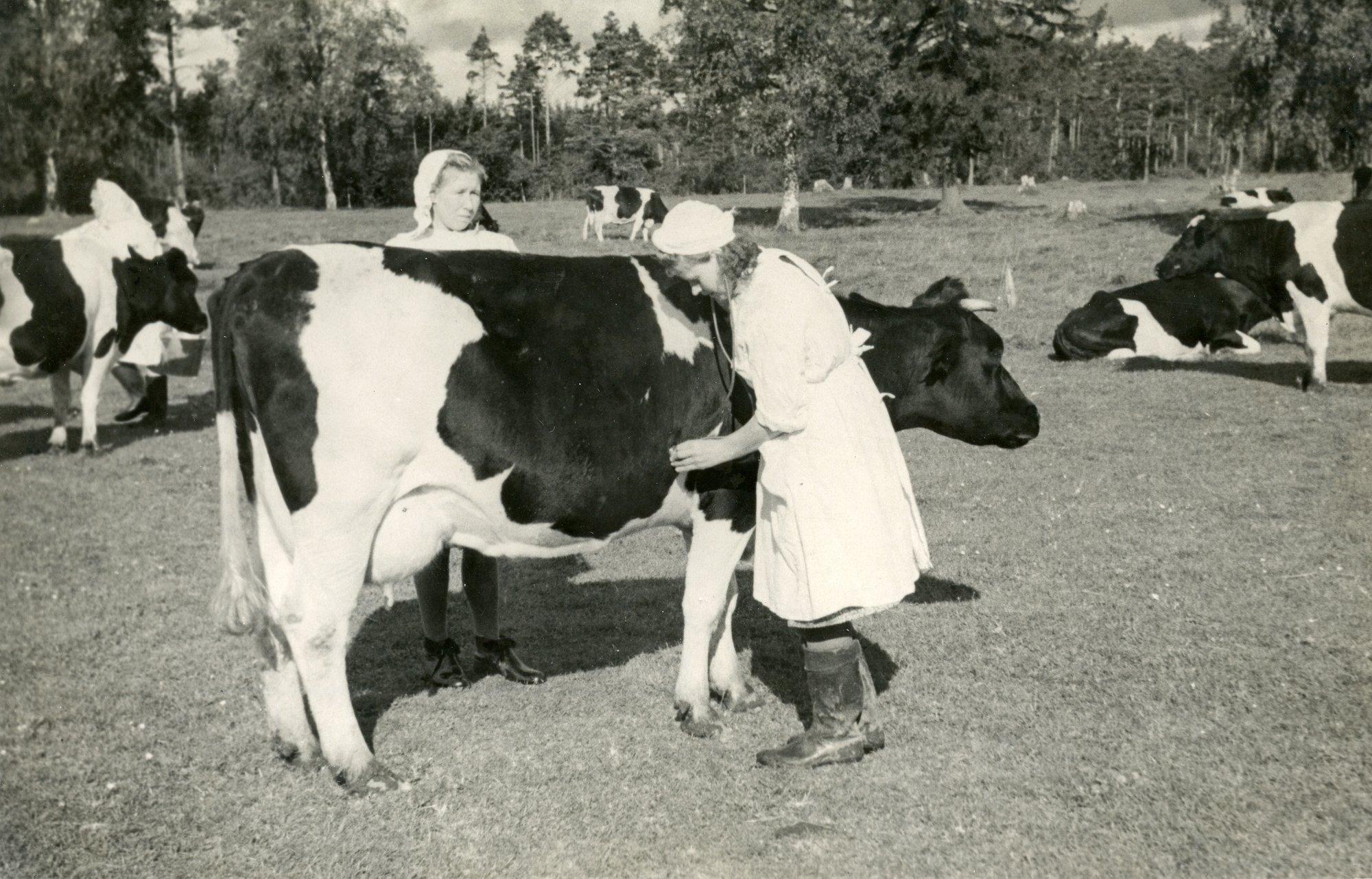 Eestlaste võitlus loomataudidega: sabalõikamine, verejootmine, loitsimine...