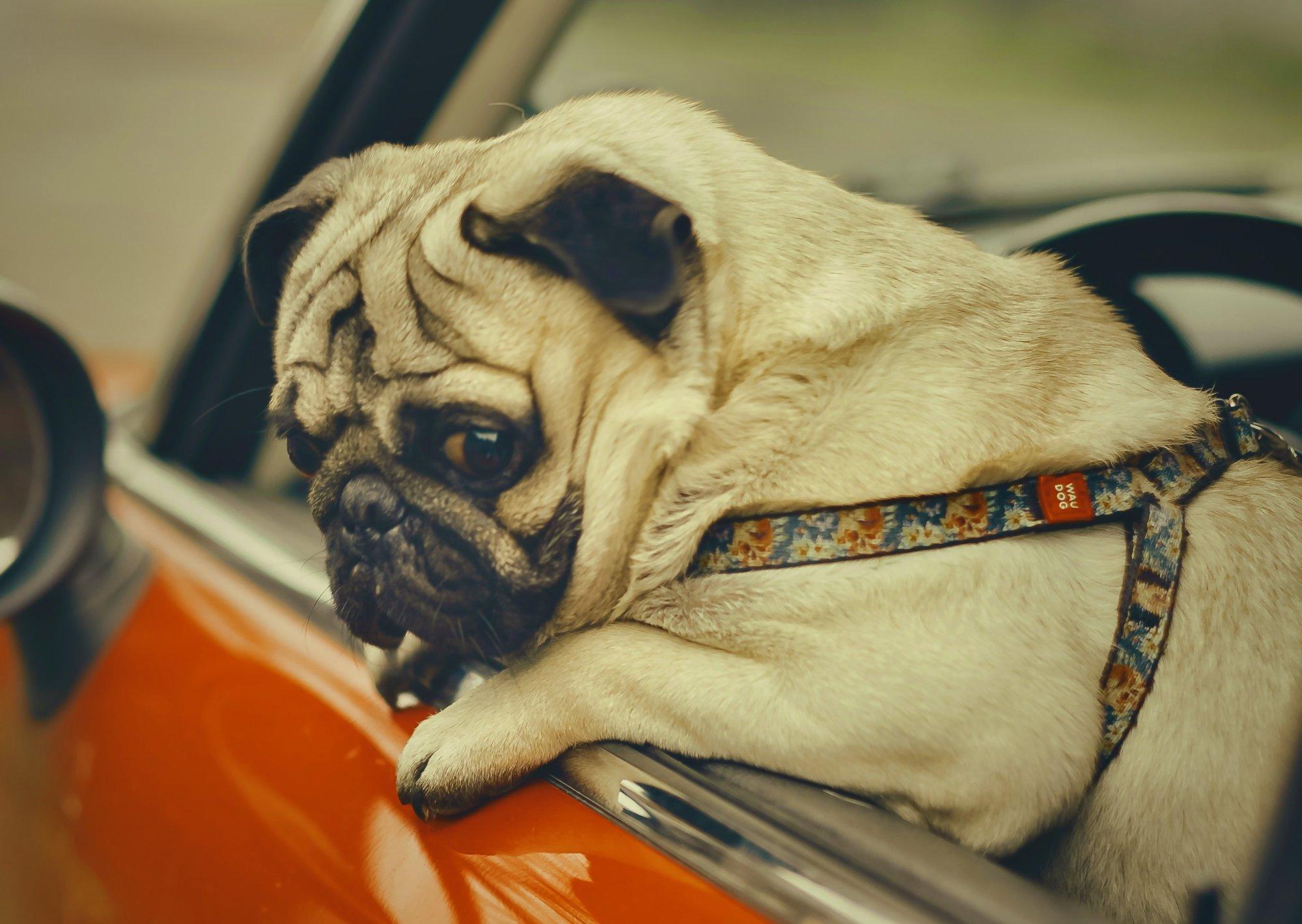 UURING | Ebamugav, aga vajalik teema: ülekaal on liiklusrisk