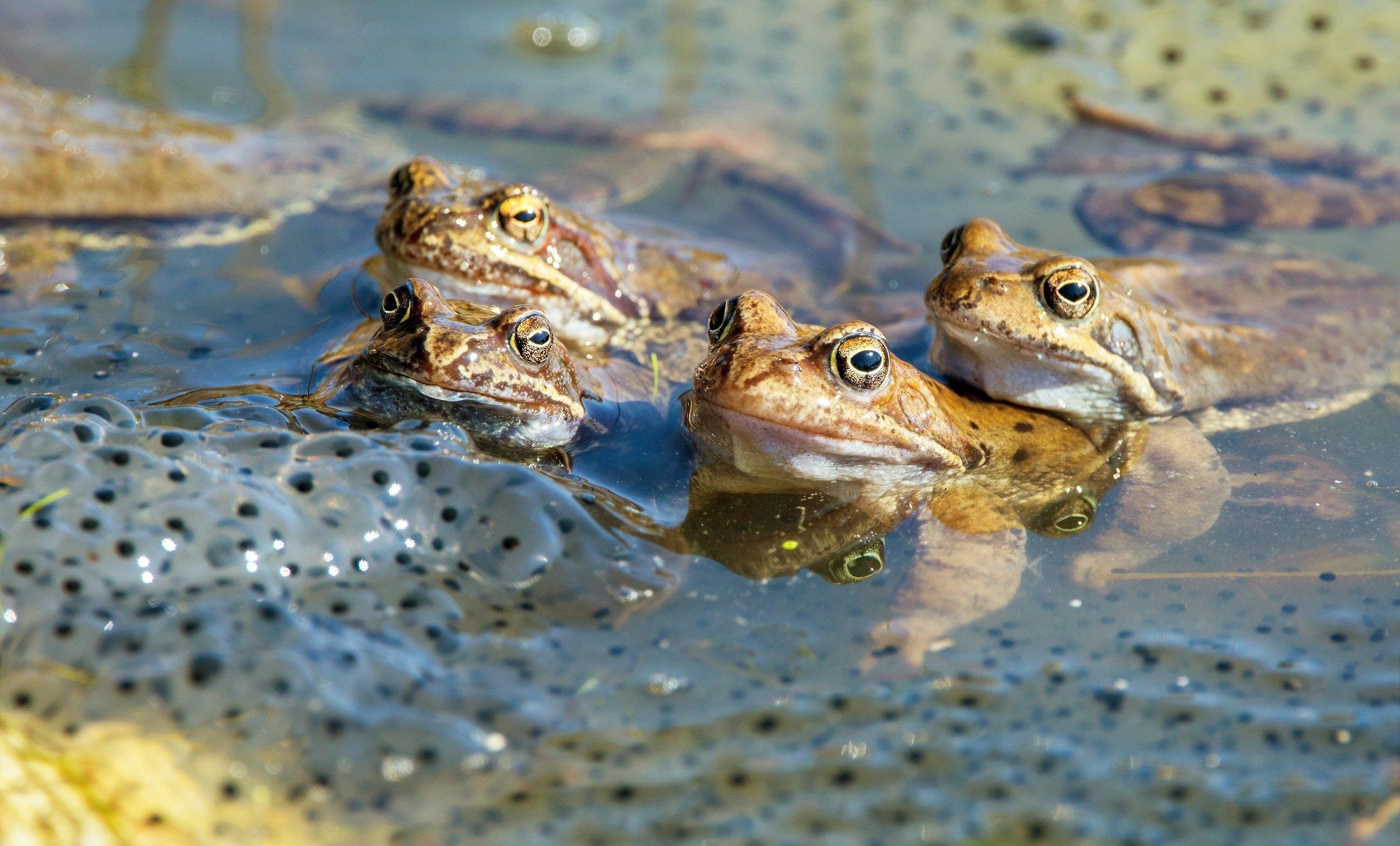 LUGEJA KÜSIB | Kuhu on kadunud kõik konnad?