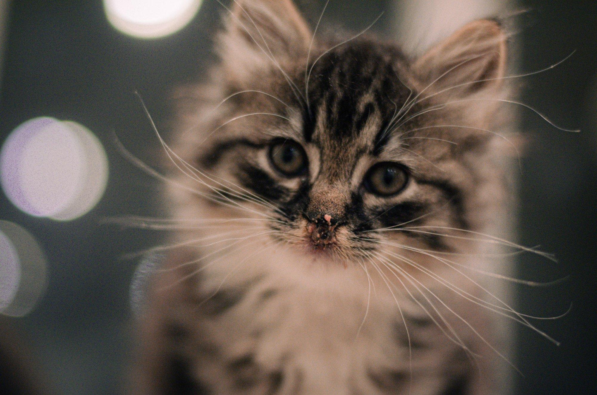 Parvoviirus ehk kassikatk ei pea enam olema kassipoja surmaotsus, väike Miagi pääses tänu uudsele ravile