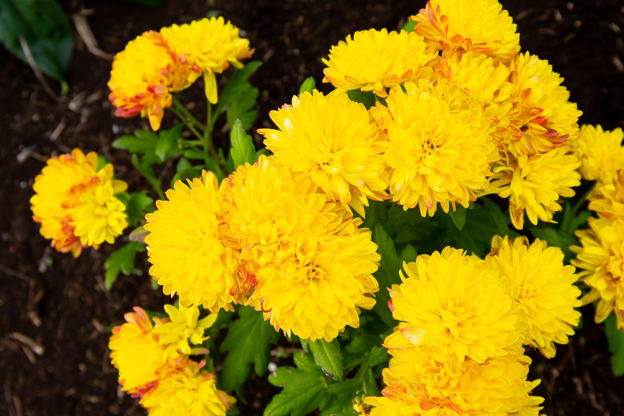 Kaheksa kaunist taime, mis pakuvad sügiseses peenras või lillekastis silmailu