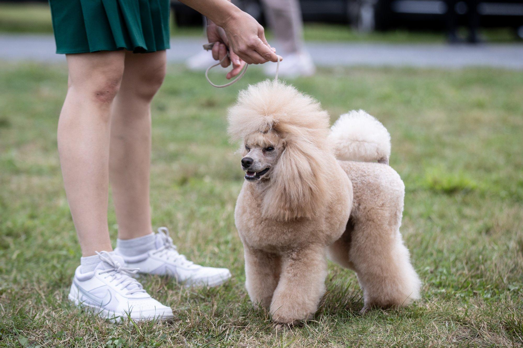 Unistad koeraga näitusel käimisest? Need 5 tõugu ei vea sind esinemisel kunagi alt