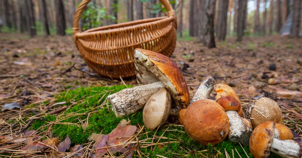 Lähipäevil kerkivad õhusooja maksimumid 23 kraadini
