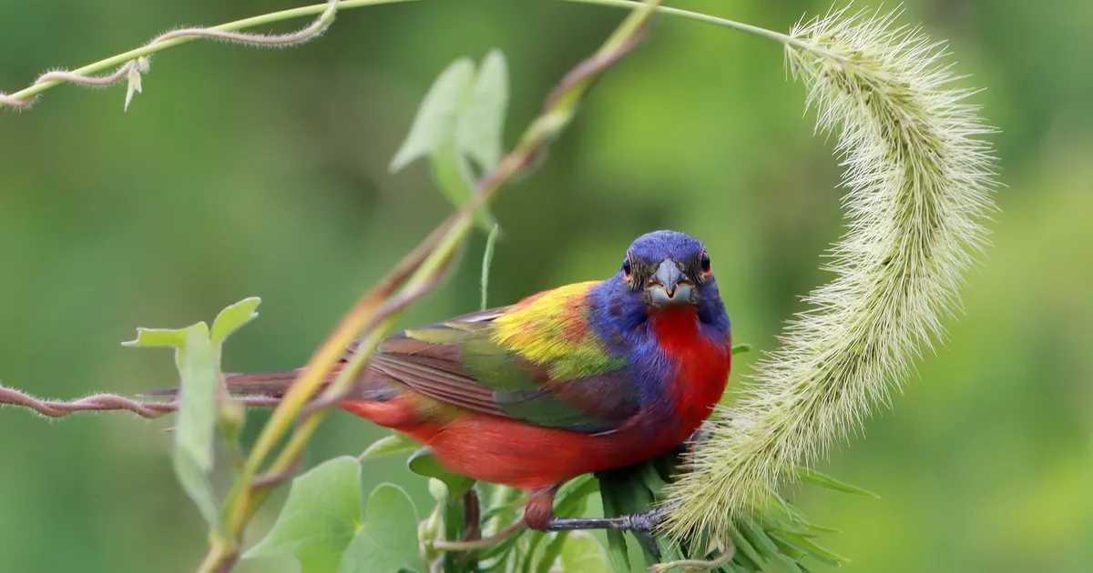 MINIVIKTORIIN ⟩ Proovi kõik linnunimed ära arvata