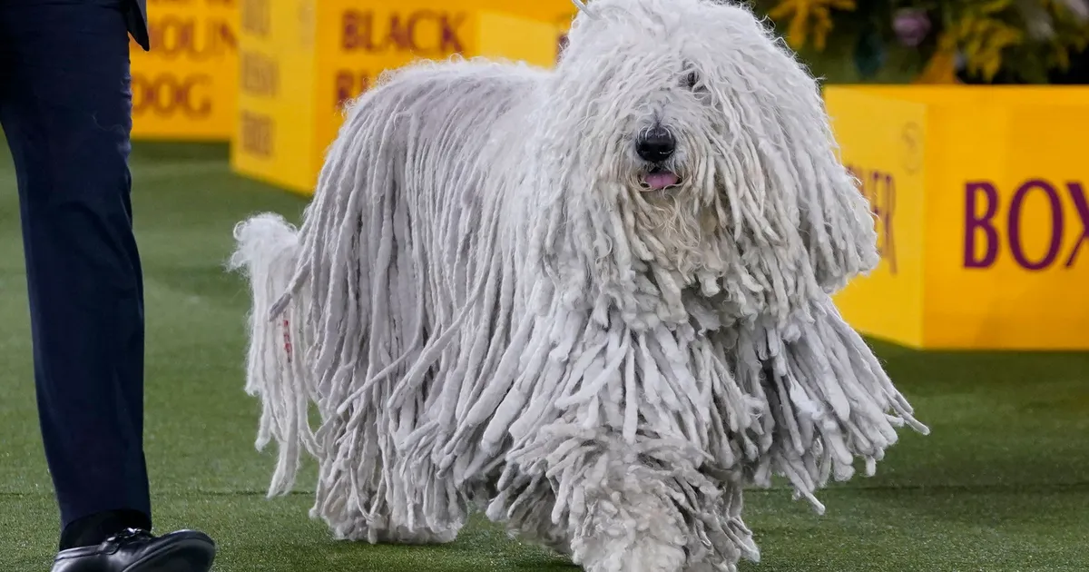 MINIVIKTORIIN ⟩ Kas koeratõud on käpas? Pane ennast proovile