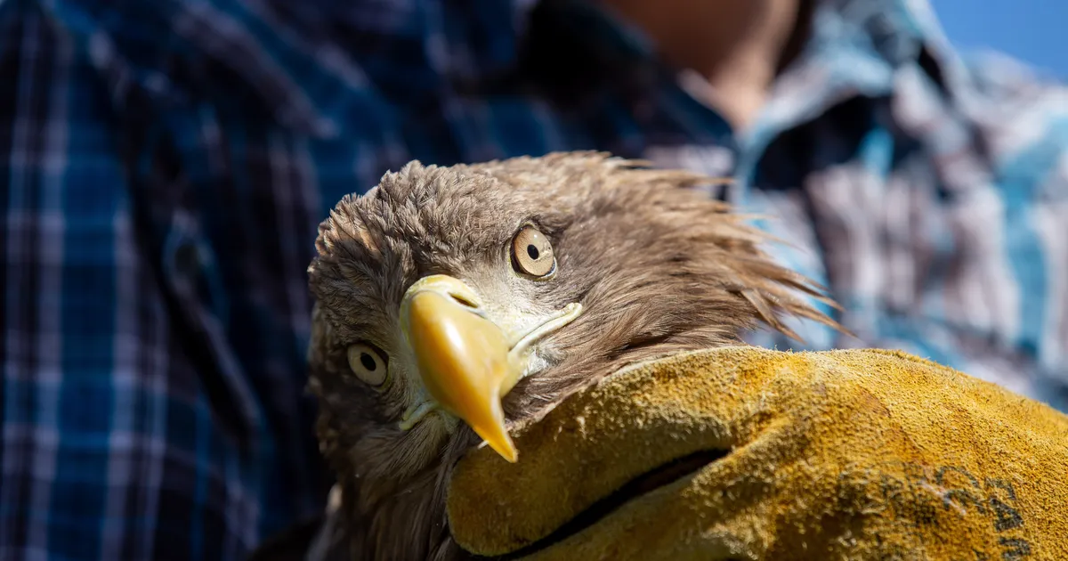 MINIVIKTORIIN ⟩ Kas tunned neid röövlinde?