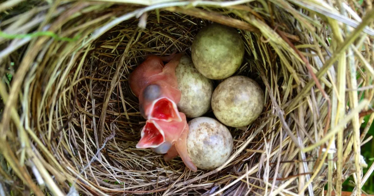 Euroopa Kohus andis linnurahu ajal metsa raiunud firmadele vastu näppe