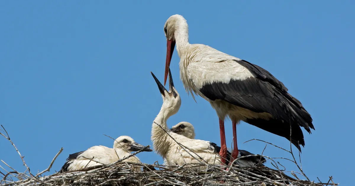 PEETER JÄRVELAID ⟩ Kurepere toimetused ja õnnetus, mis maksis peaaegu elu