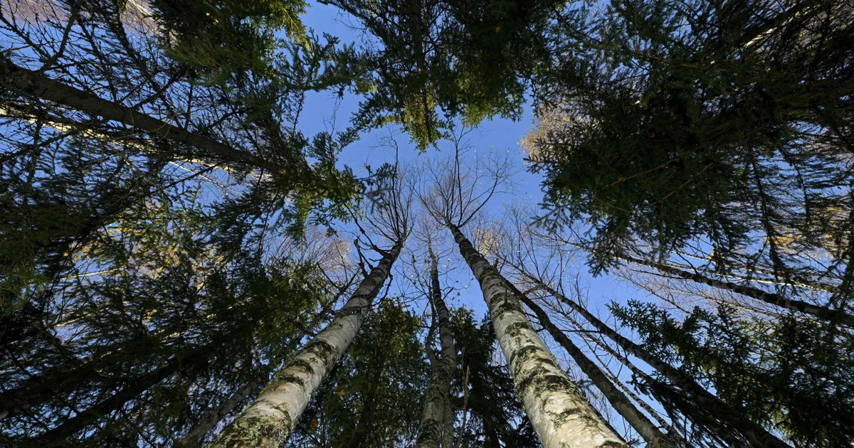 Miks on eestlased Euroopa suurimad kliimaskeptikud? Ekspert selgitab põhjuseid ja hoiatab tagajärgede eest