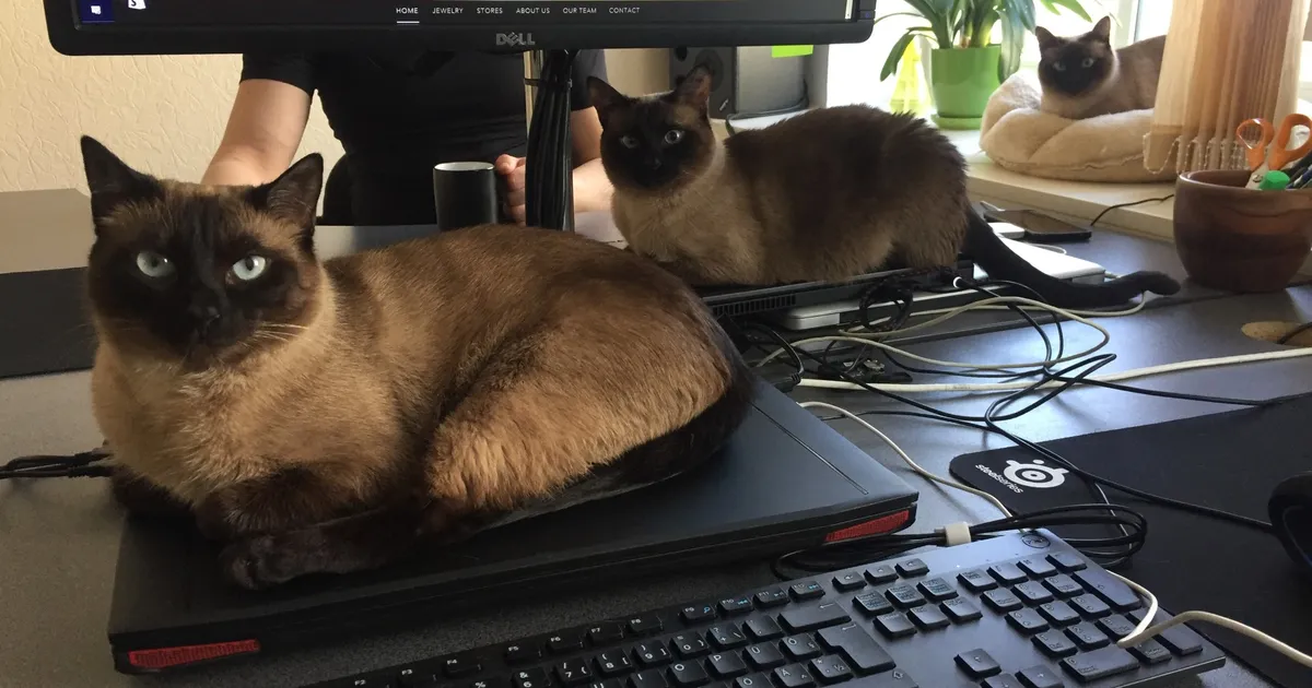 ENE KALLAS ⟩ Pöörduks kasside poole?