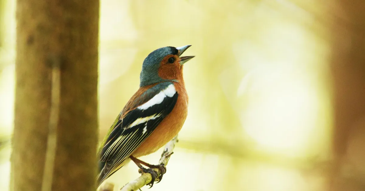 Linnud laulavadki nüüd tunnikese kauem – põhjus vägagi inimlik
