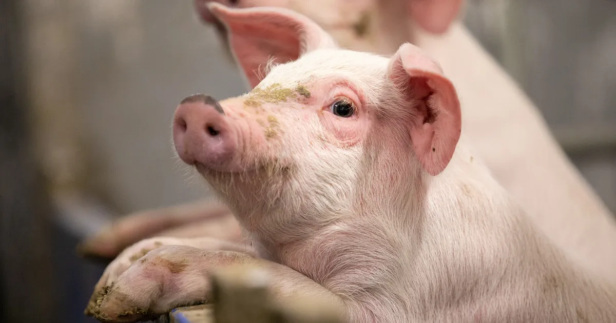 Veterinaarid: sigade Aafrika katk on Eesti ühiskonna kriis