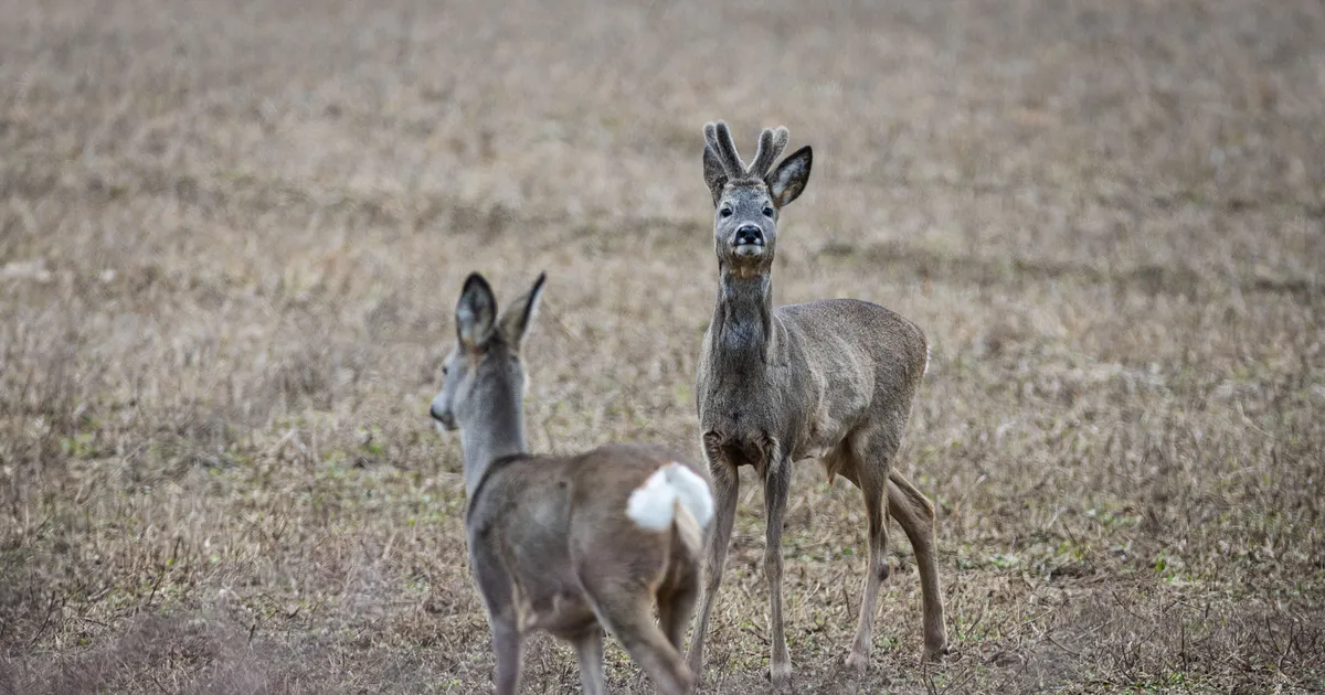 Autojuht sõitis kitse pärast vastu puud