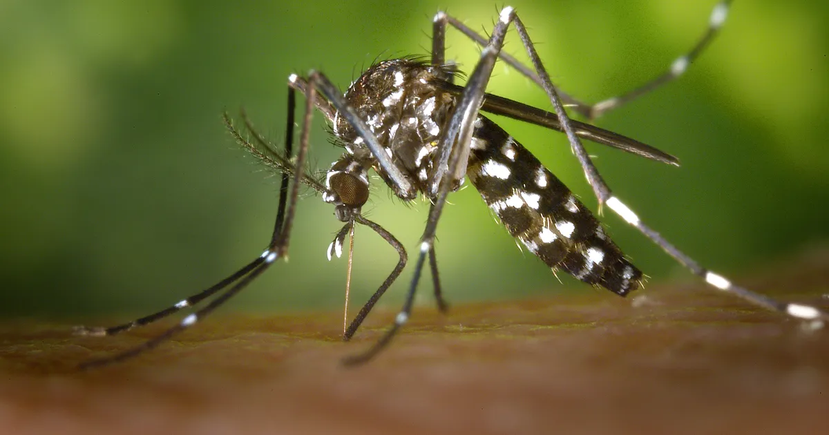 Ligi 8000 nakkusjuhtumit: Hiinas levib kiiresti Chikungunya viirushaigus