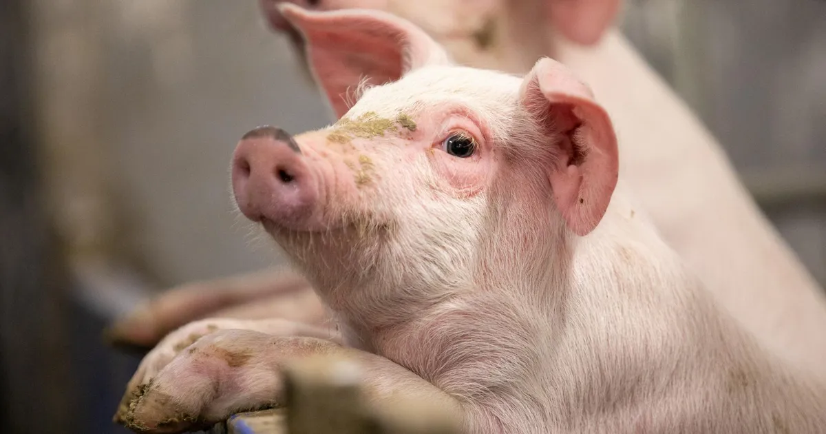 PTA: Nurme farmi loomade hukkamine jääb ootele