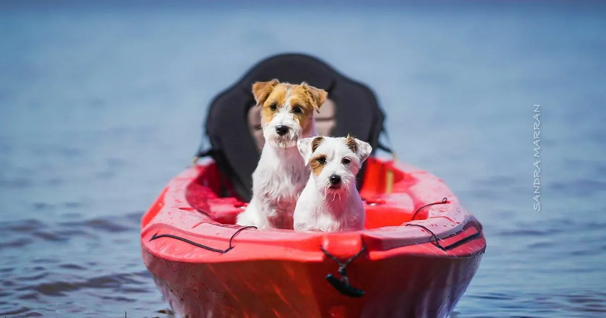 VAHVA FOTOKONKURSS ⟩ Näita, kuidas sinu lemmikloom suve naudib ja võida auhindu