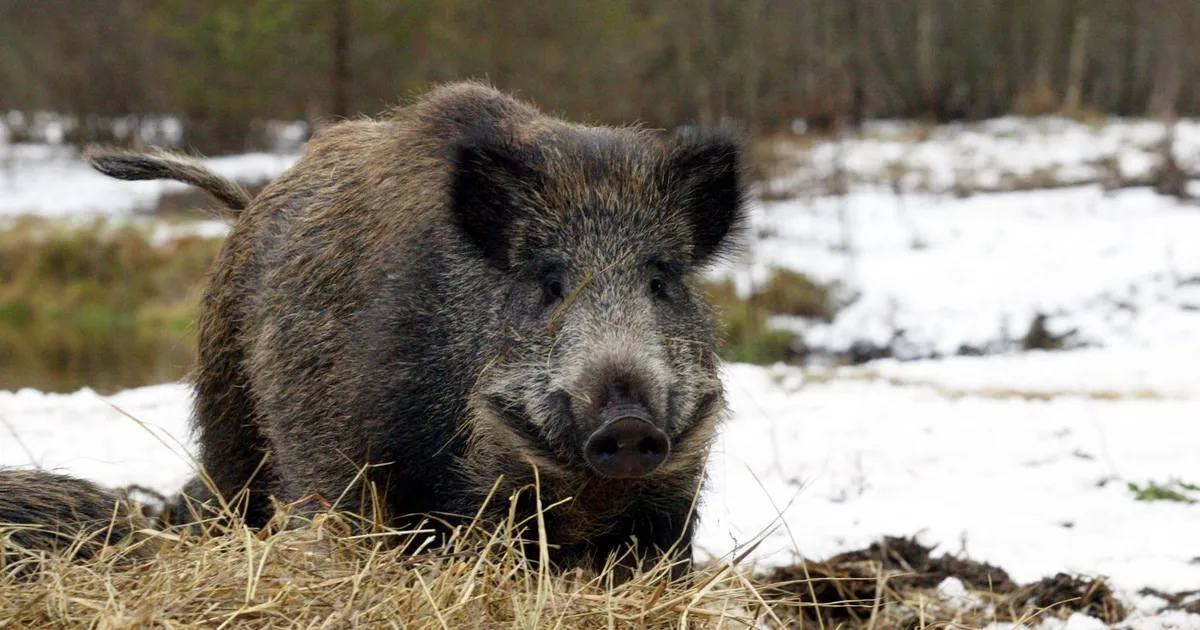 Metssiga ja kodusiga: miks ühest võib praegu teha konserve, teisest mitte?