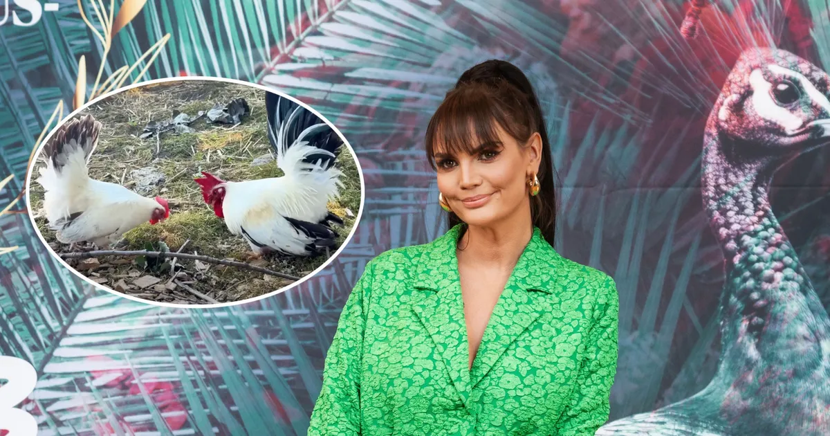 Surnuks külmunud kass, kirev kukk ja plehku pannud kanad: blogija Malluka ümber ei taha skandaalid vaibuda