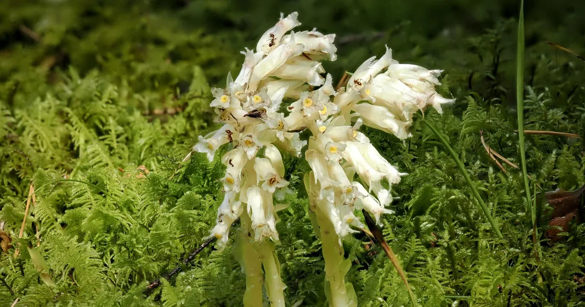 LOODUSFOTO ⟩ Seenlill on puude ja seente kostiline